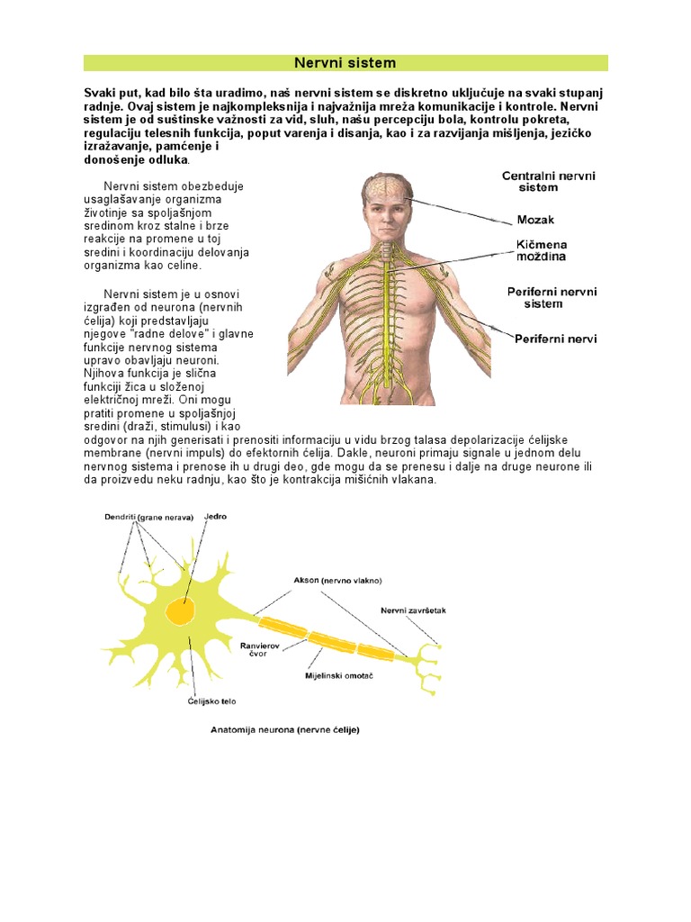 Biologija Nervni Sistem Lekcija 7. Razred | PDF