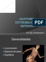 Anatomía Extremidad Inferior