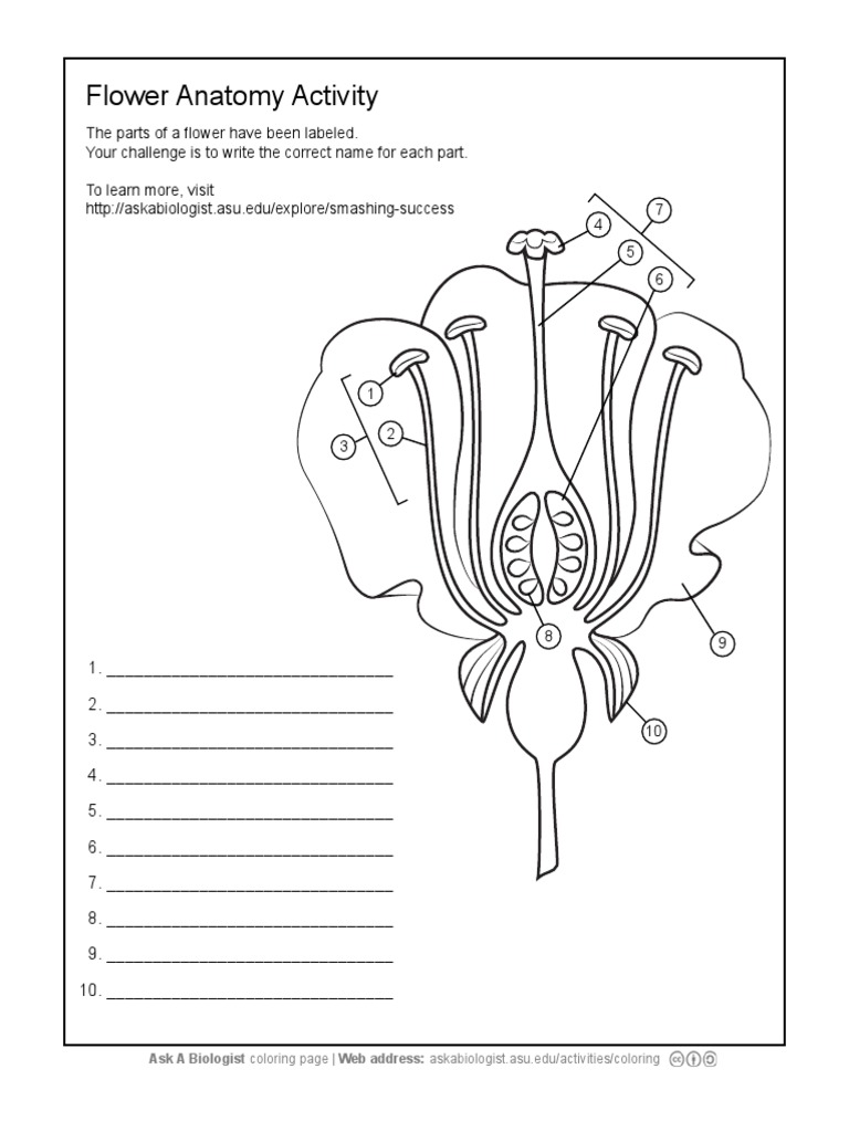 Flower Anatomy Activity