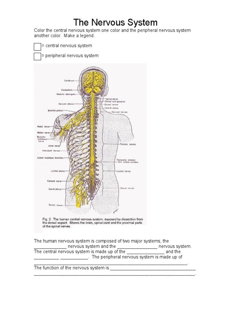 Understanding the Nervous System | PDF