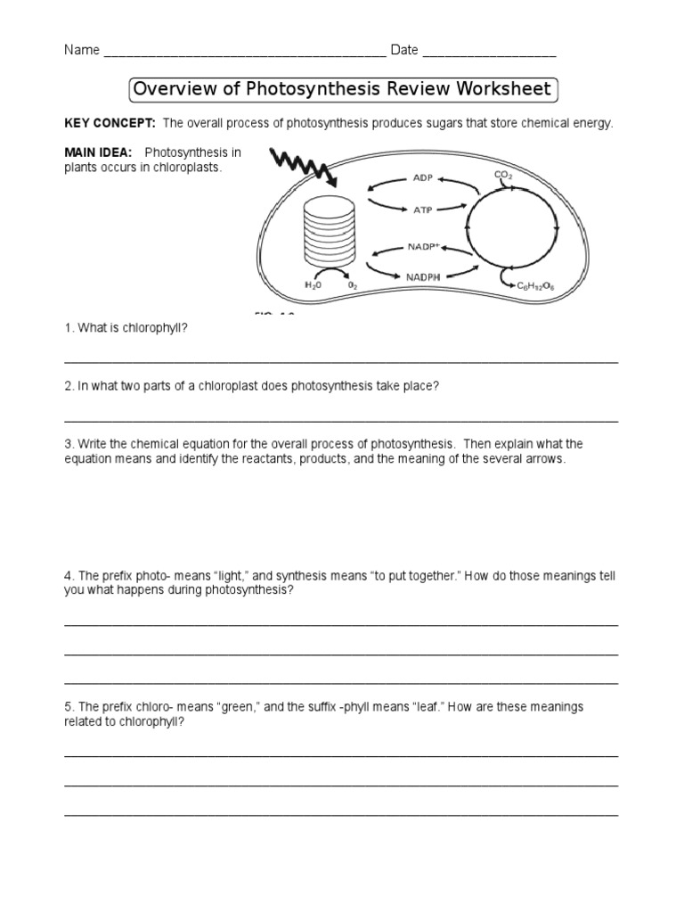 Photosynthesis Review Worksheet Photosynthesis Plant Physiology