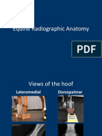 Equine Radiographic Anatomy