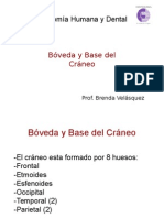 Base y Hueso de Cara 1 Anatomia