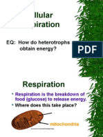 Respiration PPT 2015