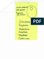 cell cycle flip book