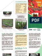 Brochure Produccion Fresas Hidroponico PDF