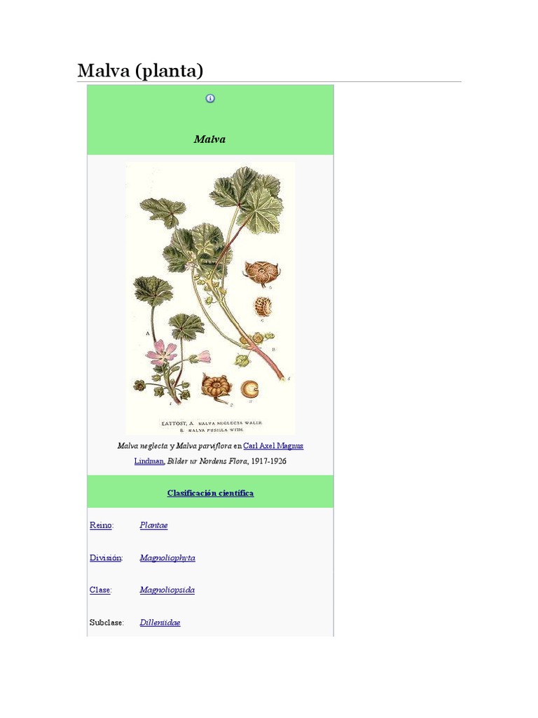 Malva Planta Comestible