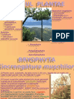 Regnul Plantae - Bryophyta