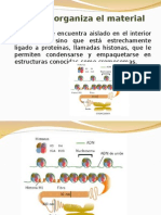 Ppt 2 Nucleo Formas de Organizacion