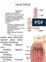 Anatomi Usus Halus