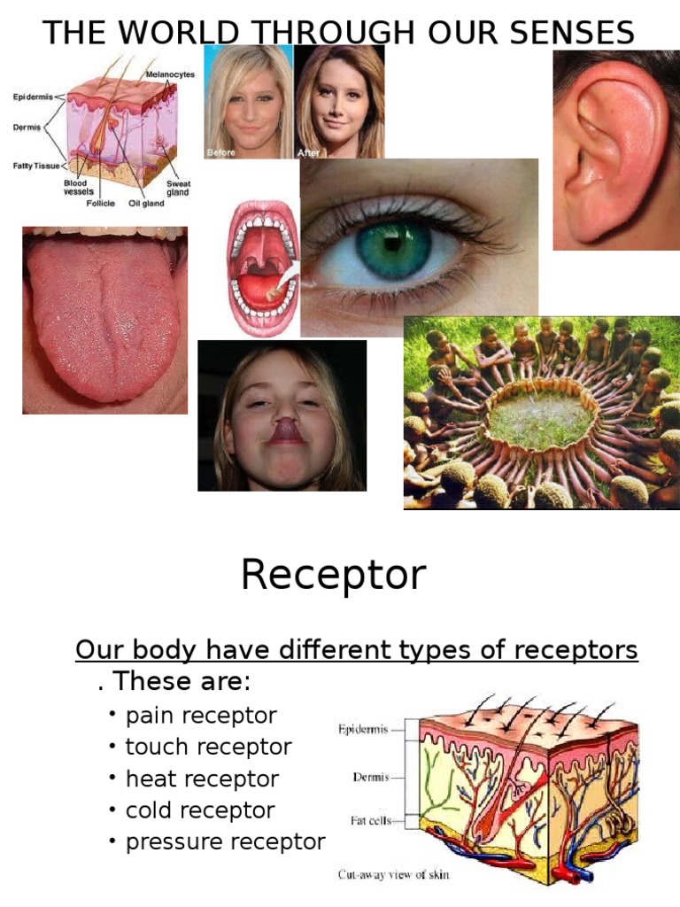 Chapter 1-Science Form 2 | PDF | Ear | Human Eye