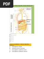 Sistema Digestivo 6º ano.doc