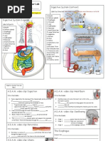 Digestive System Flow Chart | Digestion | Human Digestive System