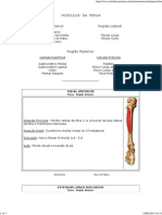 Sistema Muscular - Perna