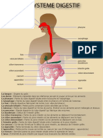 Systeme Digestif