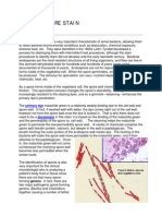 Spore Stain