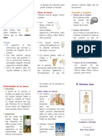 El Sistema Óseo Triptico