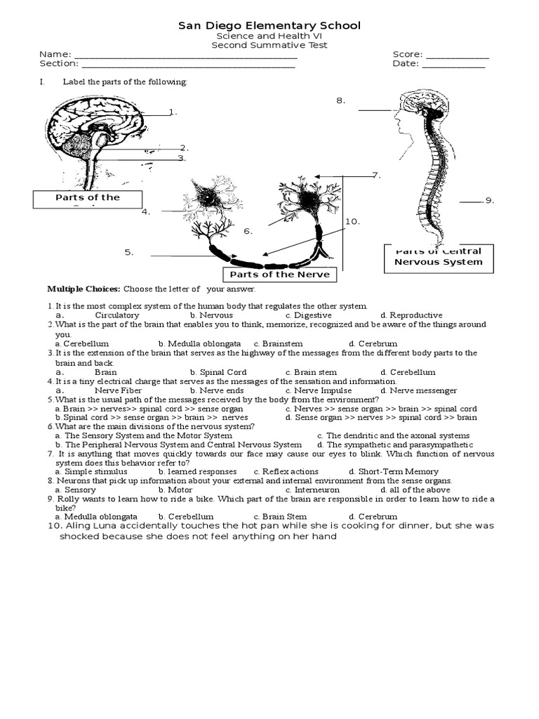 Worksheets Nervous System Worksheet summative test 2 1 nervous system doc