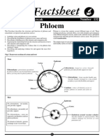 132 - Phloem.pdf