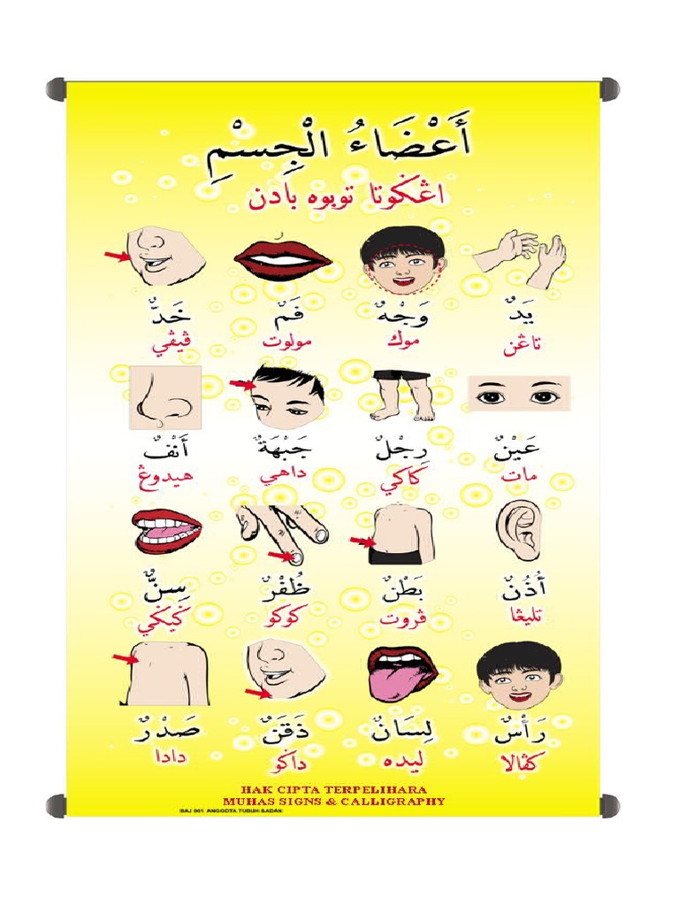 Anggota Badan Pdf