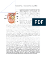 Anatomía Macroscópica y Microscópica Del Riñón