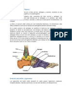 Anatomía Y Fisiologia Del Tobillo