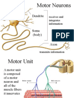 Muscle Spindle by CK