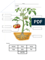 Actividad Partes de La Planta