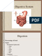 Digestive System