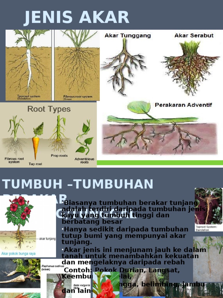 Jenis Akar Tumbuhan Pdf