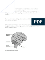 Struktur Otak Manusia
