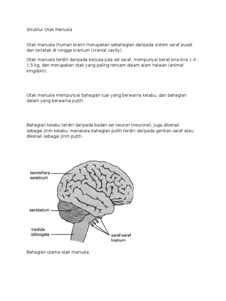 Struktur Otak Manusia Pdf