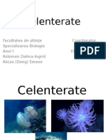 Celenterate