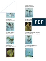 Catalogo de Plantas Nacionales - Macrofitas