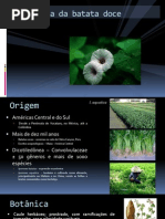Batata Doce