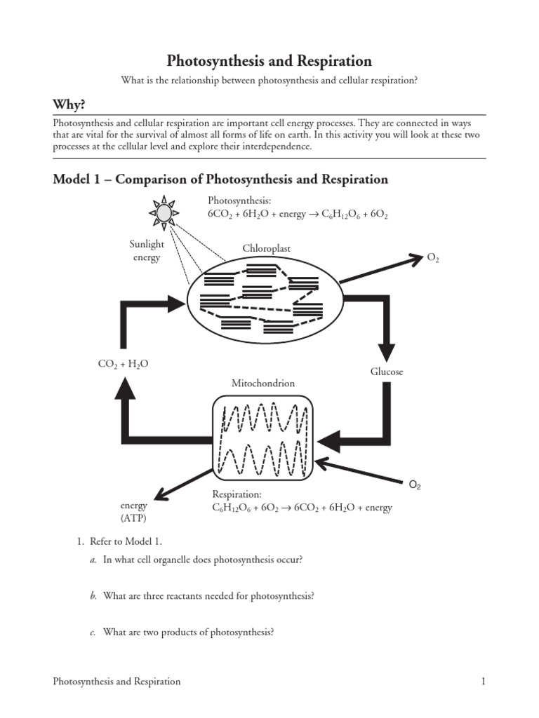 1619824163?v=1 Photosynthesis And Respiration Pogil Answer Key