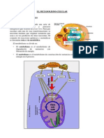metabolismo-120910144213-phpapp02.pdf