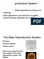 The Reproductive System