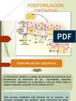 Fosforilacion Oxidativa Gato