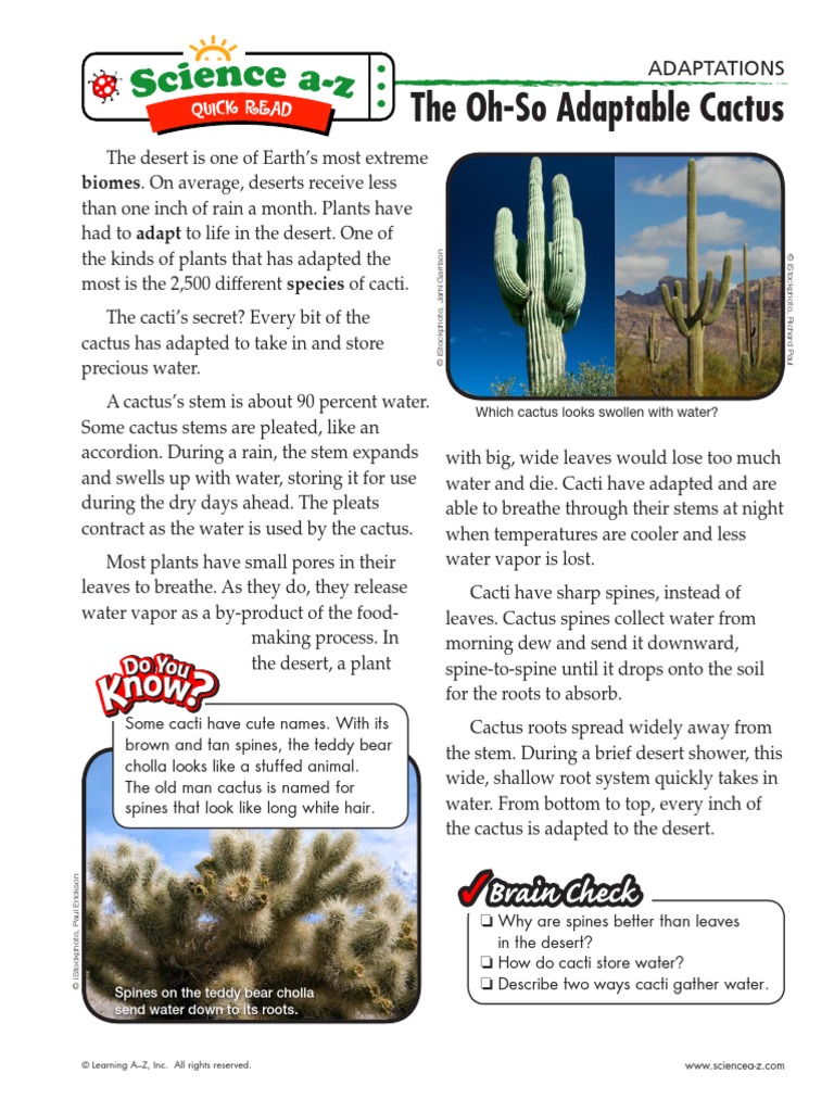 Cactus Adaptations for Desert Survival | PDF | Social Science | Home &  Garden