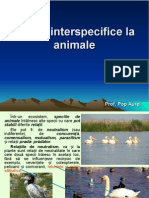 lectie_12_bis_relatii_interspecifice_la_animale._relatii_intraspecifice..ppt