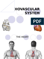 Cardiovaskular System