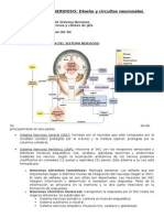 Tema 2.1Sistema Nervioso.diseño y Circuitos Neuronales Básicos.pdf