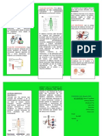 Sistema nervioso: estructura, funciones y tipos