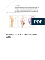 Anatomía y Función de La Rodilla