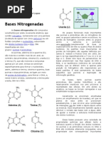Bases Nitrogenadas