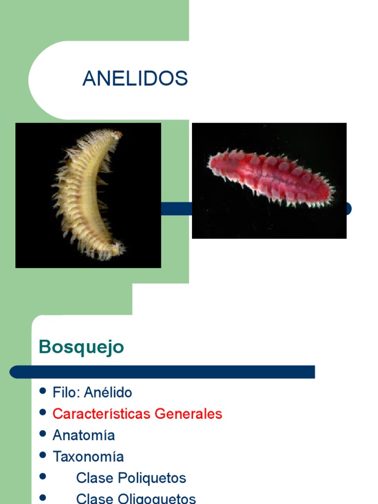 Vectores de Anélido, imágenes vectoriales | DepositPhotos, image size:768x1024