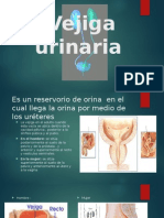 Vejiga Urinaria (Presentación)