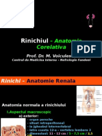 23284575-Rinichiul-–-Anatomie-Corelativa.ppt