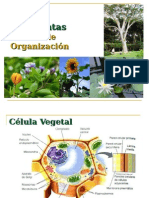 Clase 09 - Tejidos Vegetales